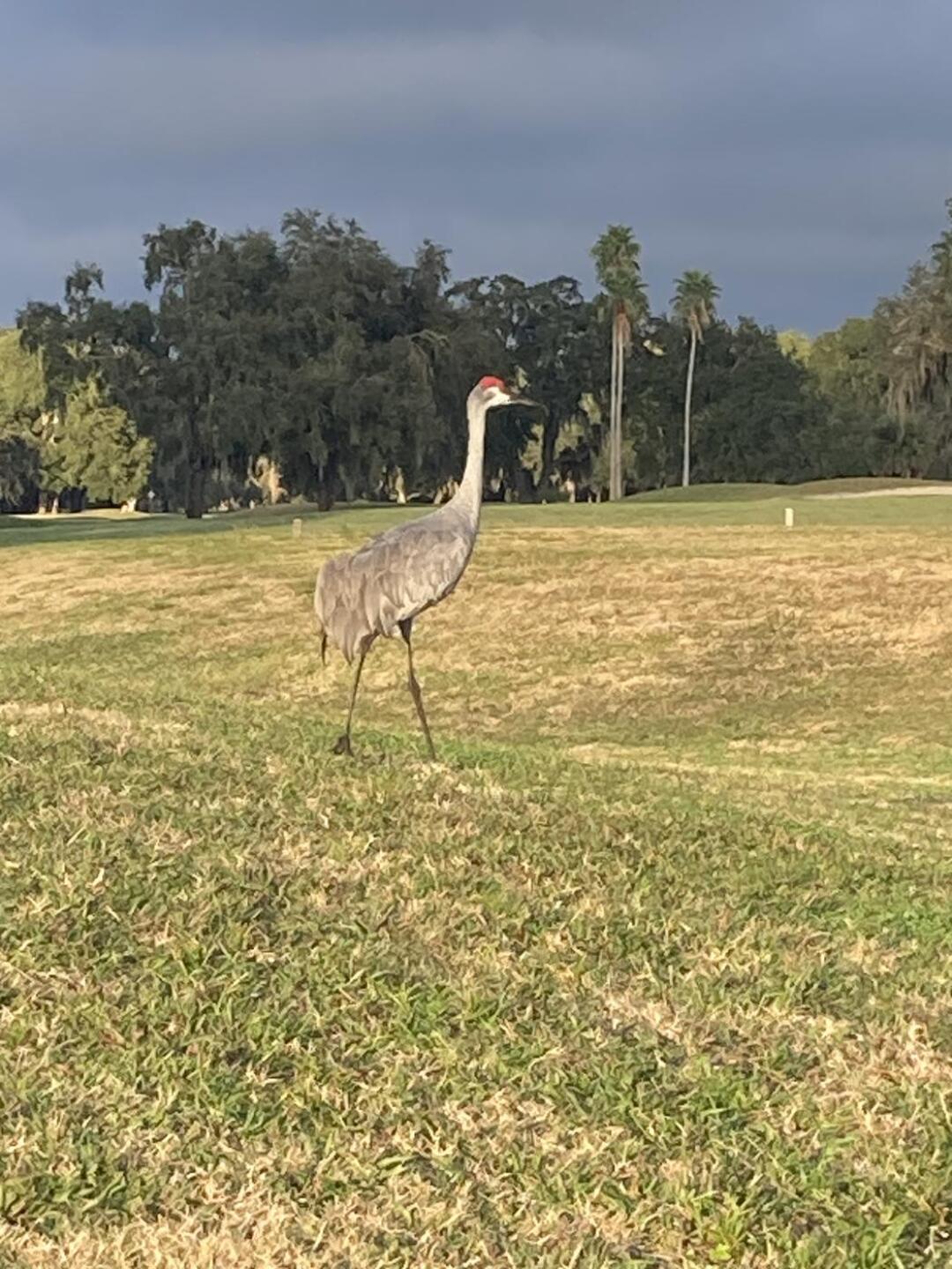 Sandhills Crane (Photo submitted by Pastorken on 12/13/2025)