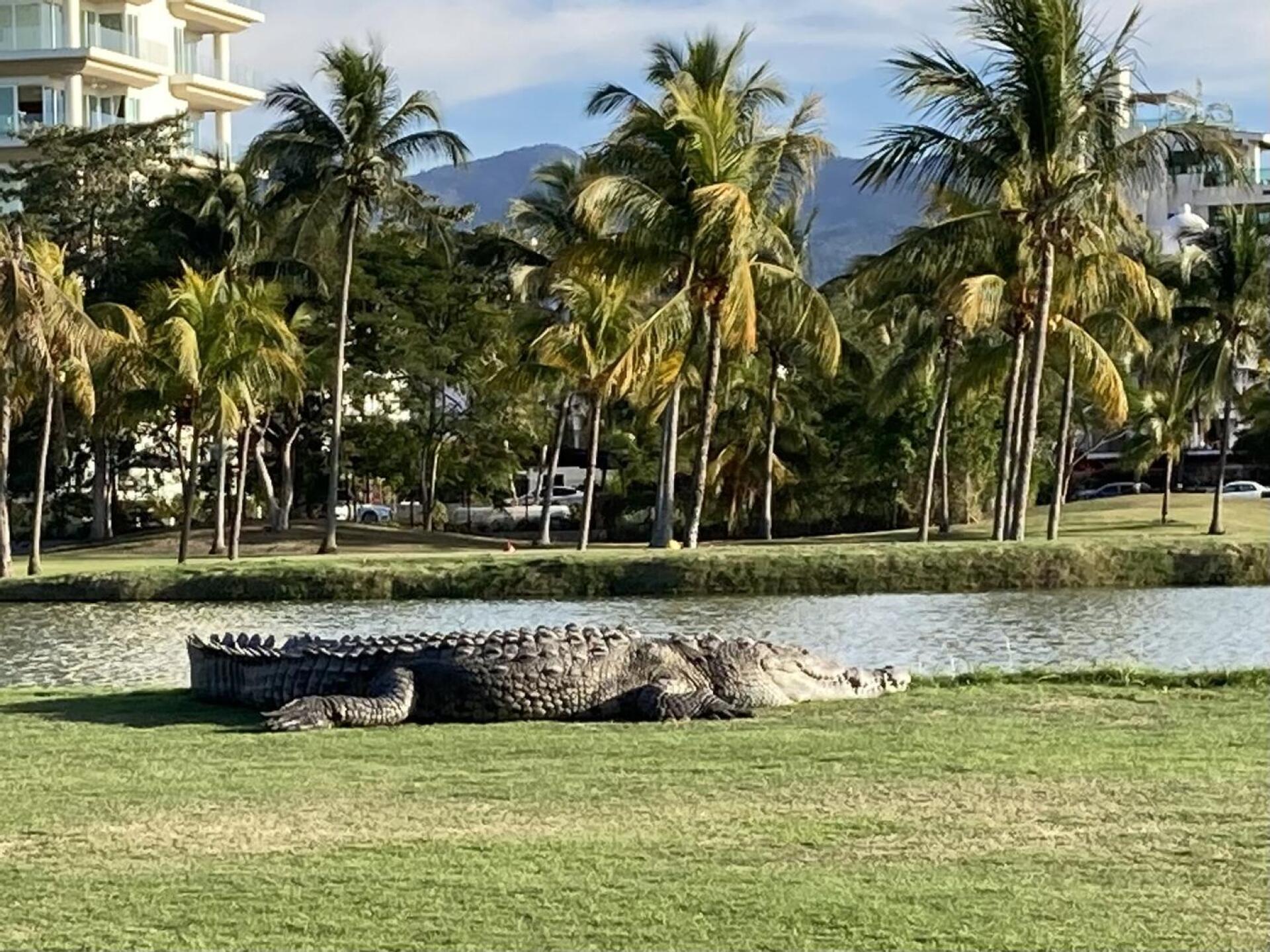 Lots of crocodiles (Photo submitted by Paulecharbonneau on 01/02/2021)