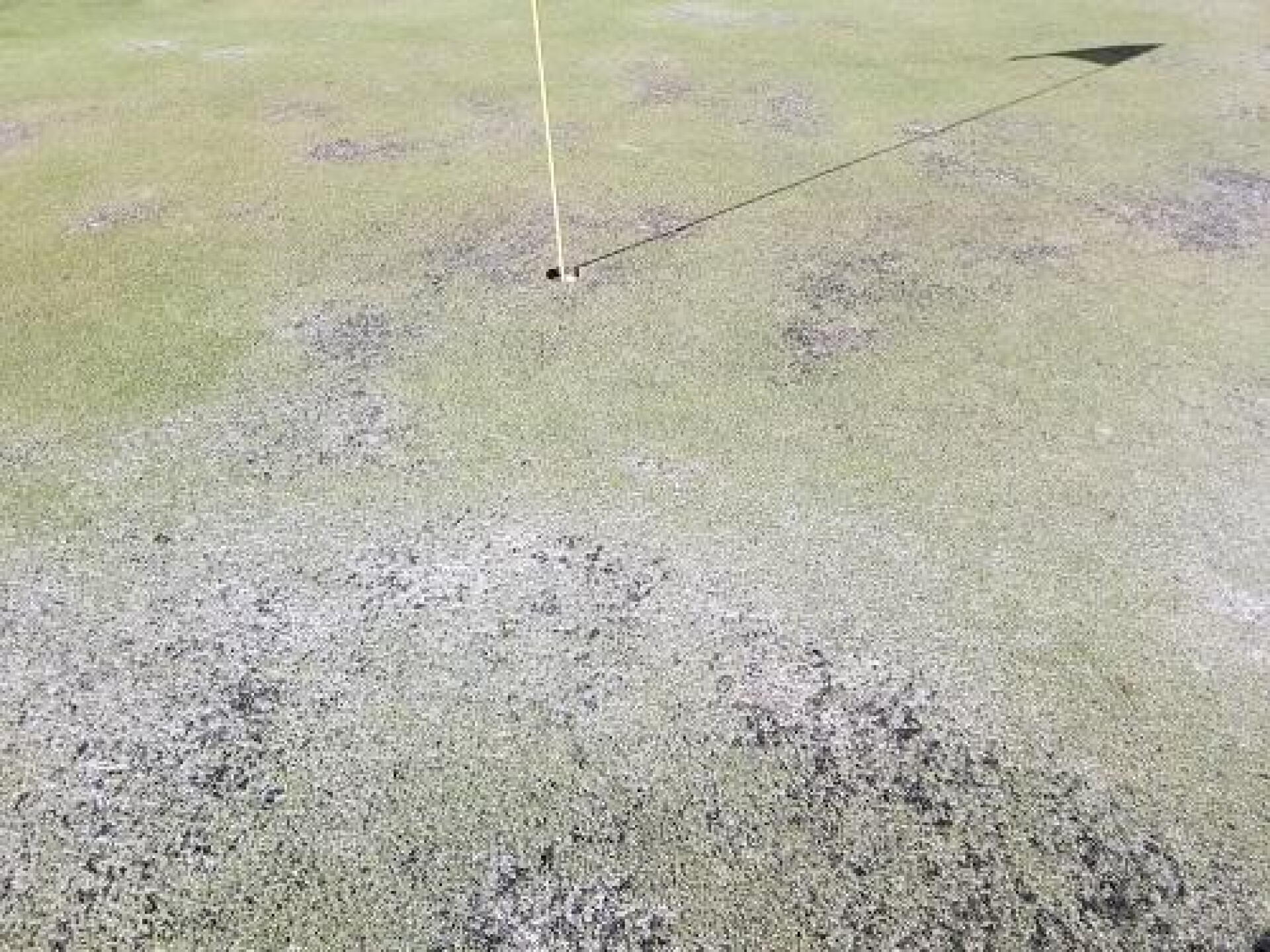 Par 5 #3 Green (Photo submitted by 23GreyGhost45 on 11/09/2019)