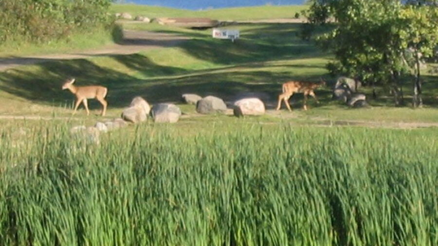 Oakwood GC: #16