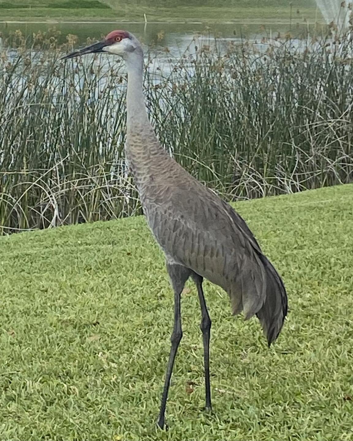 Beautiful foliage and wildlife. (Photo submitted by mluvs2golf on 03/18/2021)