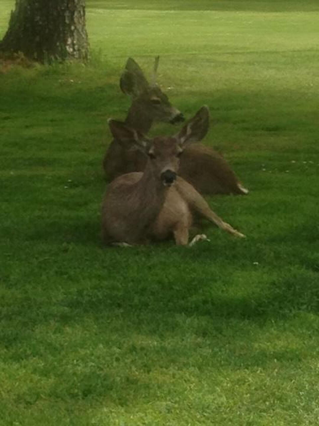 They're used to golfers getting close, for sure! (Photo submitted by nafilippone1 on 03/12/2017)