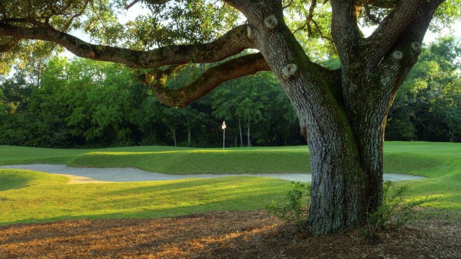 The Oaks GC: #12