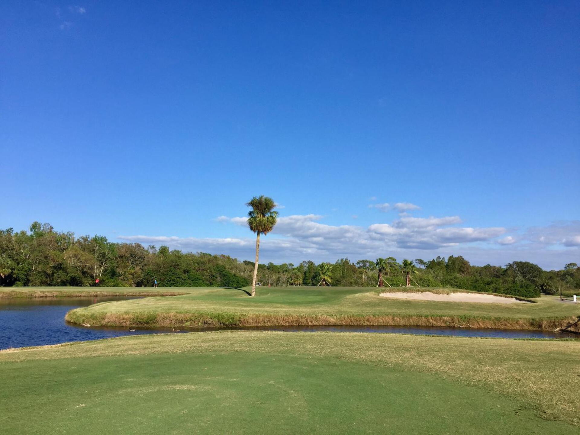 There are some surprising hills at Innisbrook North, but the palms at the short par-4 5th remind the golfer that he or she is still in Florida. (Photo submitted by TimGavrichGP on 12/20/2017)