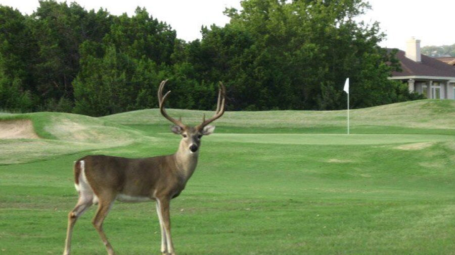 Lago Vista GC