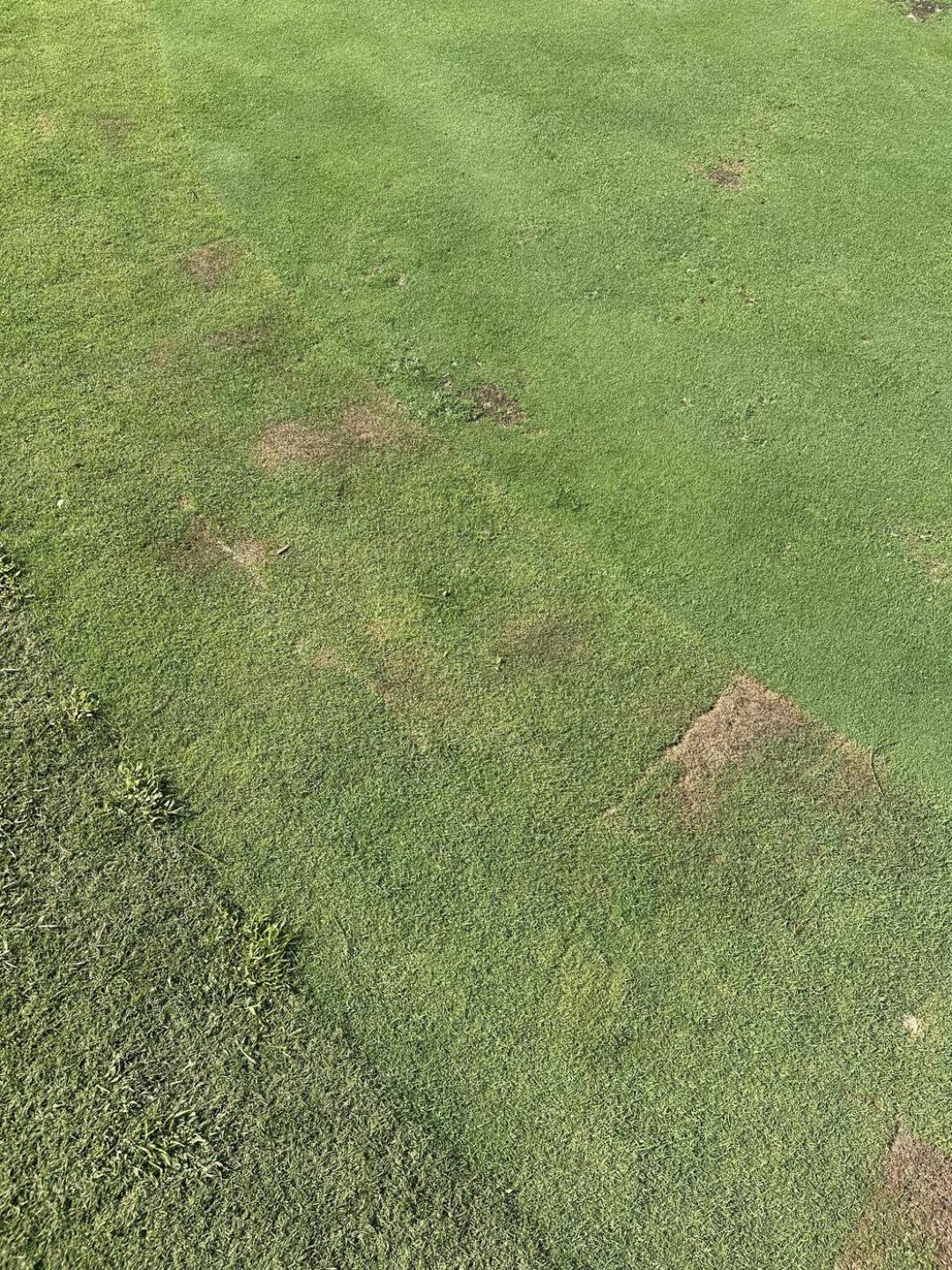 Another green (Photo submitted by Remyboykc on 09/18/2025)