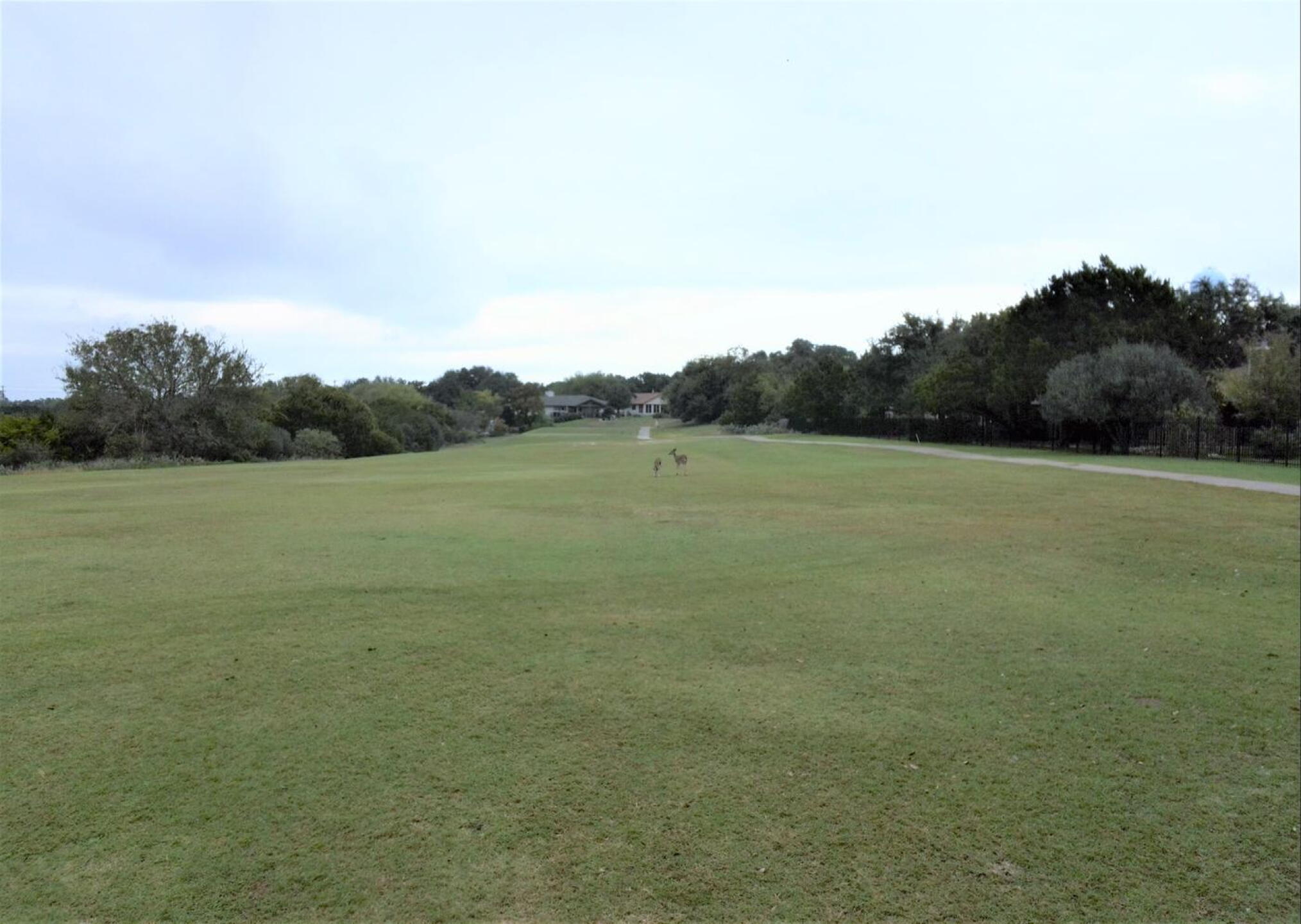 Deer in Fairways (Photo submitted by uek10899 on 11/27/2016)