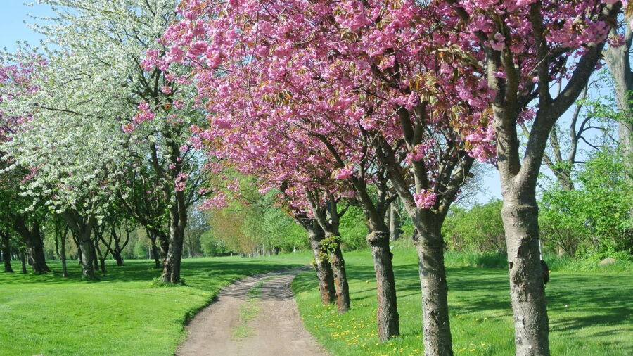 St. Ibb GC