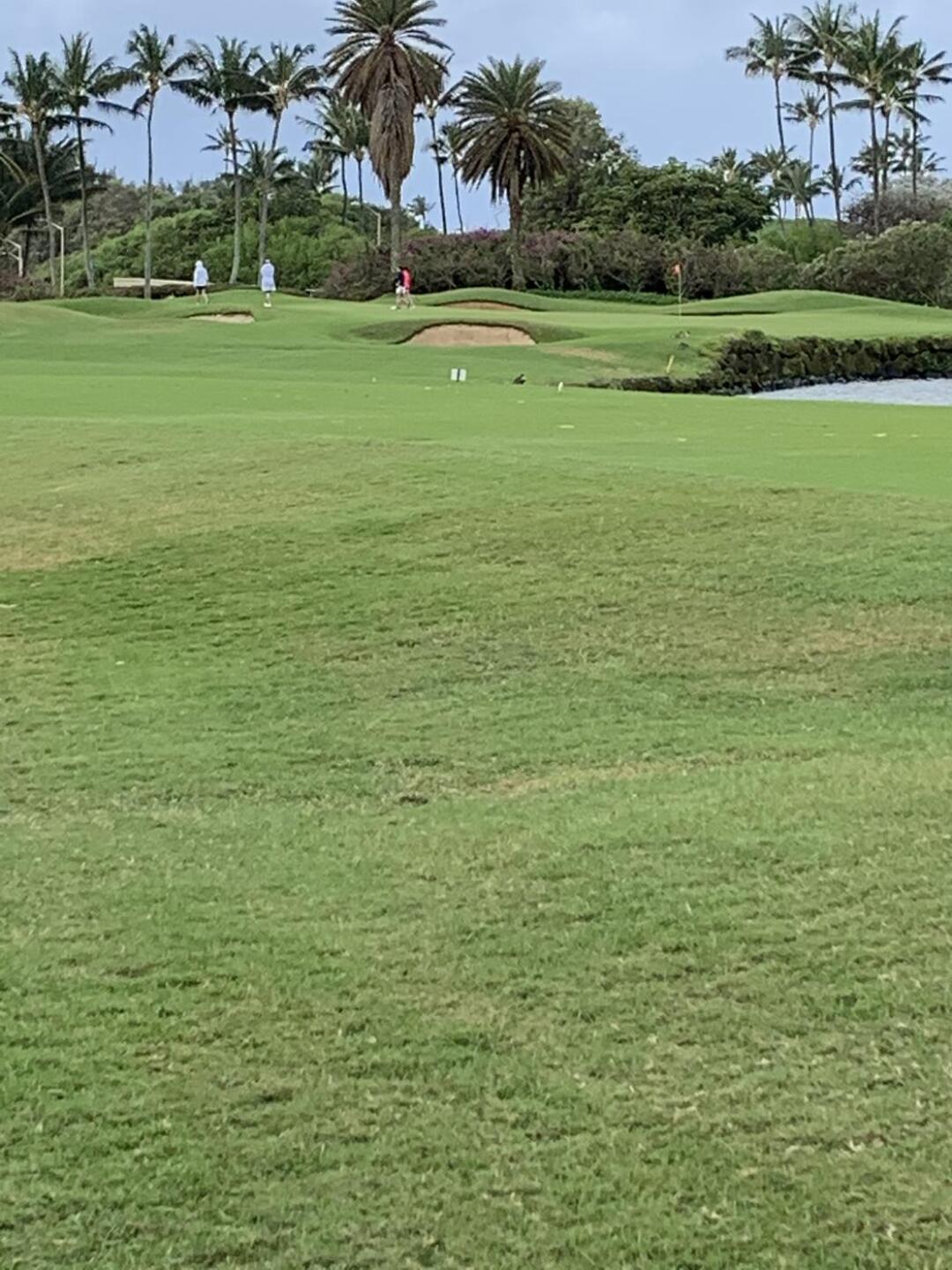 One of the few flat holes on this course. (Photo submitted by PNKzAa8H7DUxO9NtDTC0 on 01/14/2022)