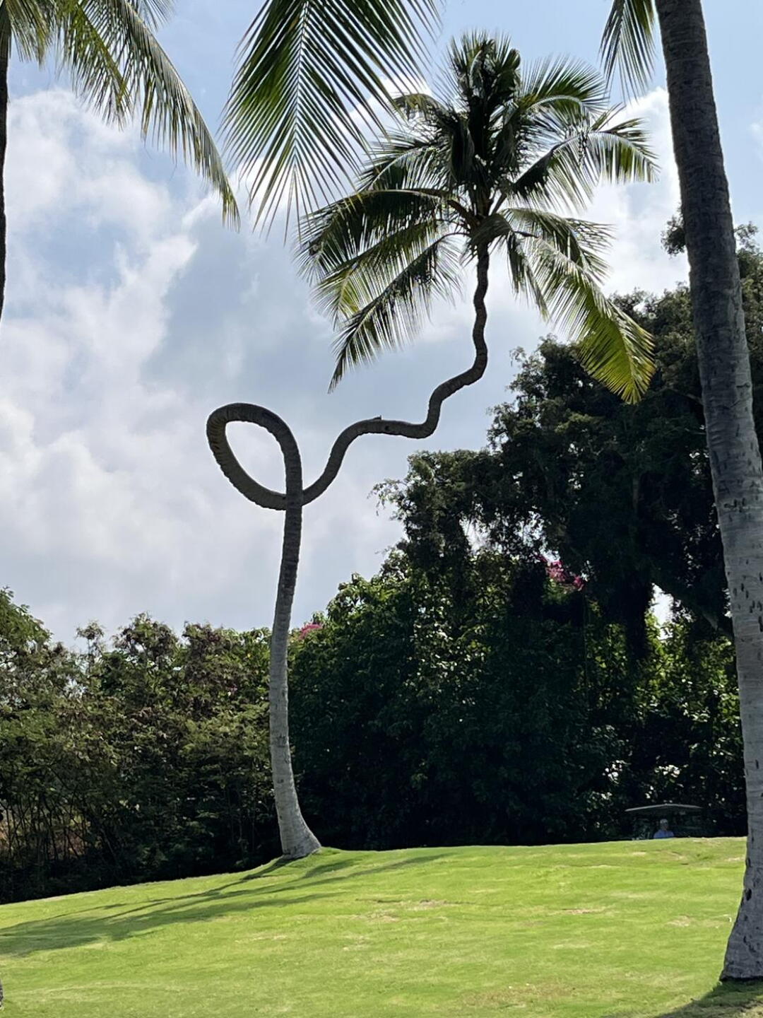 Odd palm tree on hole #16 (Photo submitted by Bobjozwowski on 04/06/2025)