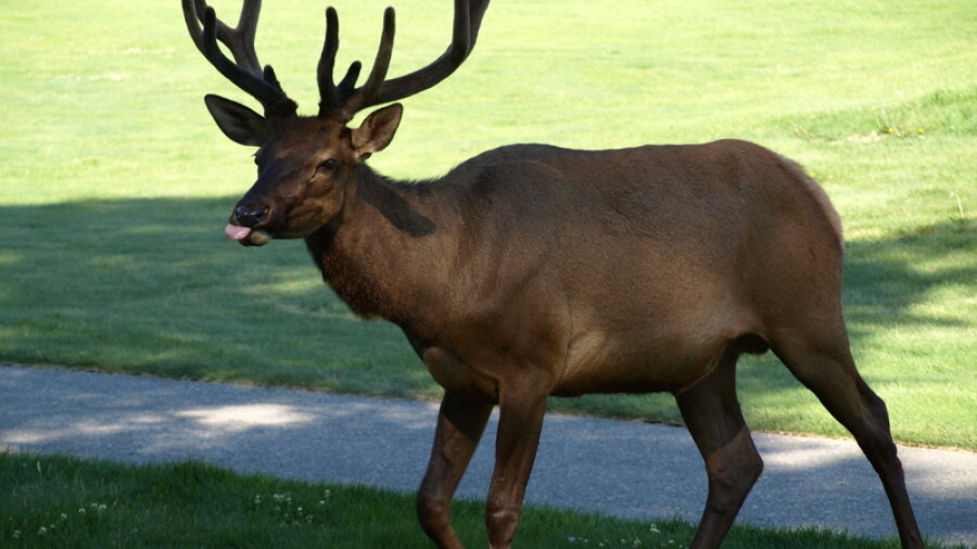 Fairmont Jasper Park Lodge Golf Course - wildlife