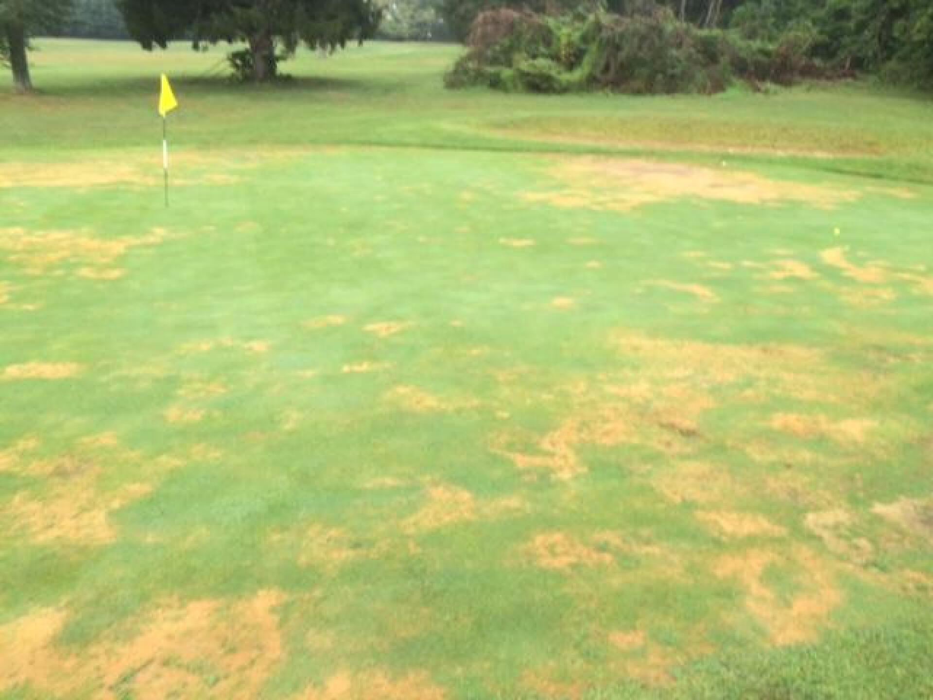 Green (Photo submitted by texasrugbytip on 09/01/2016)