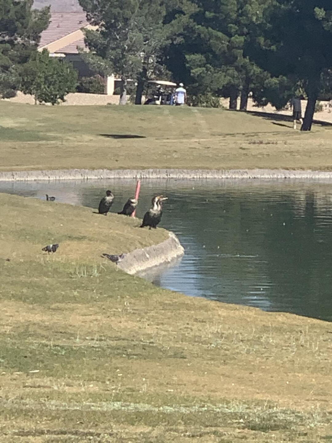Great water holes (Photo submitted by u314160954801 on 10/31/2020)