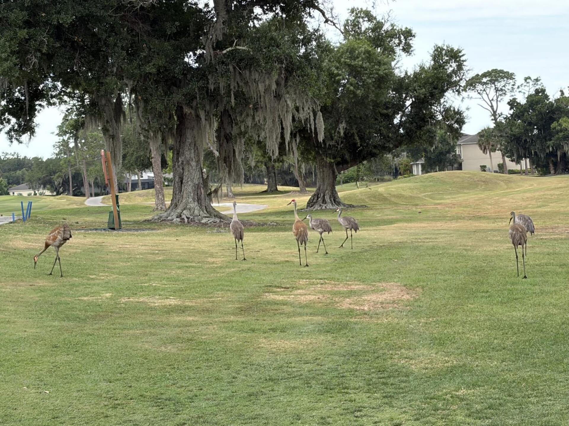 Sand Hill Cranes at Bent Tree CC. (Photo submitted by u6368488 on 05/12/2026)