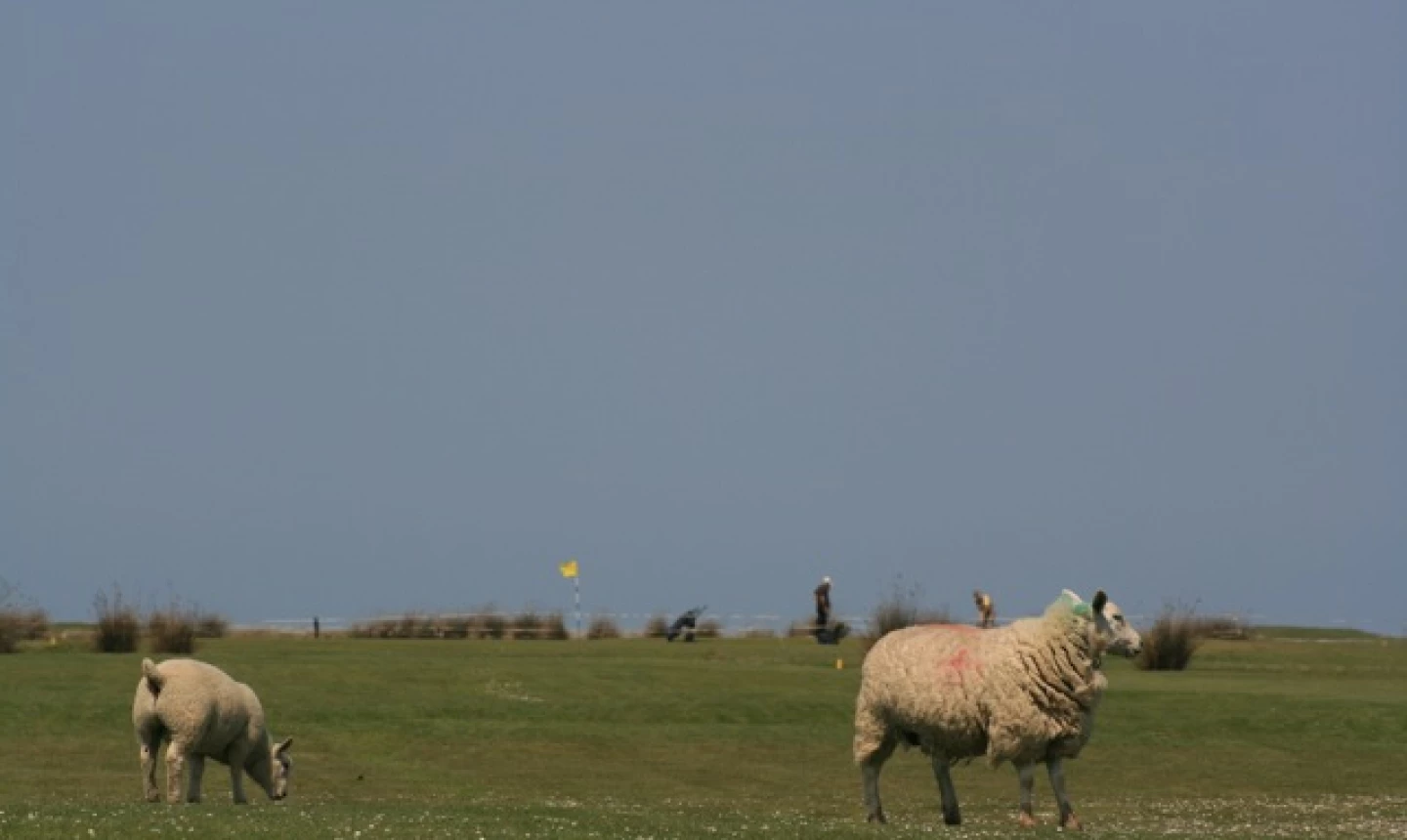 Royal North Devon - Sheep