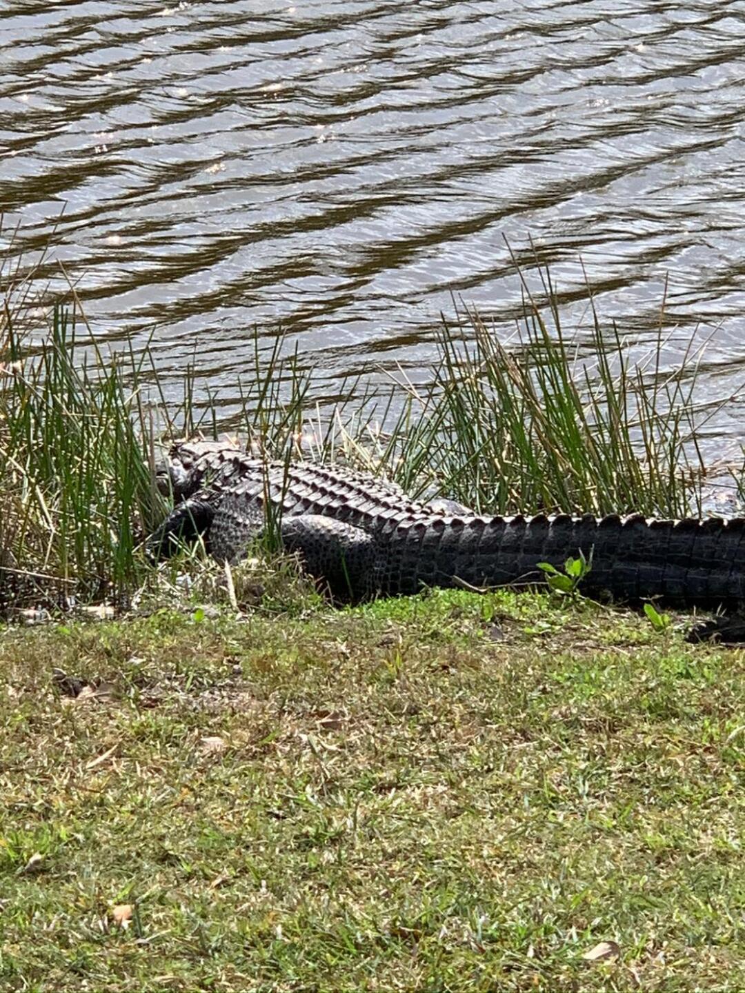 (Photo submitted by Jamielajoie on 02/10/2020)