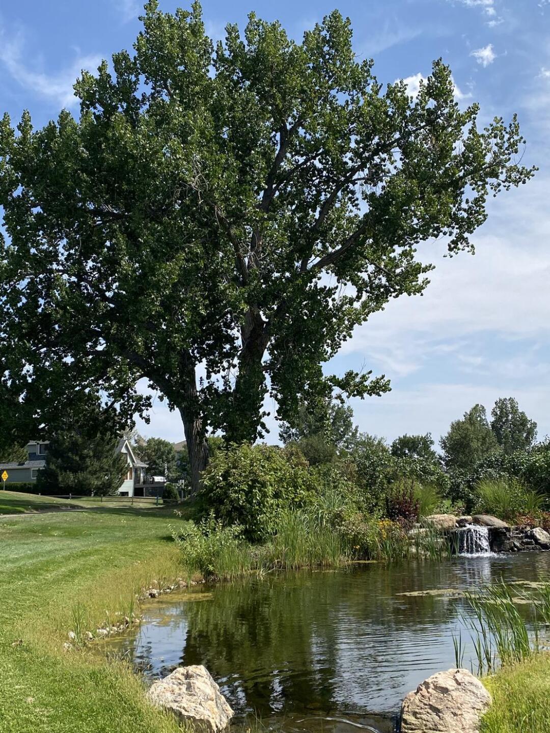 (Photo submitted by joringel on 09/12/2021)