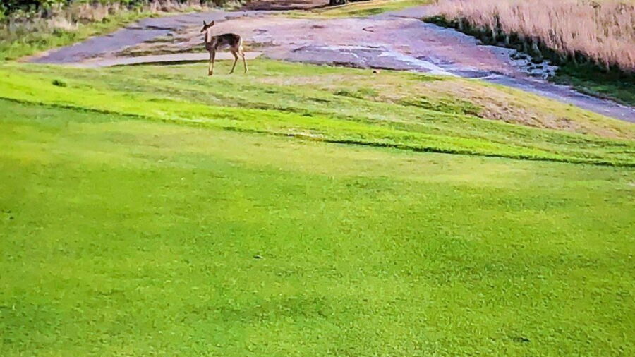 Roman Nose GC