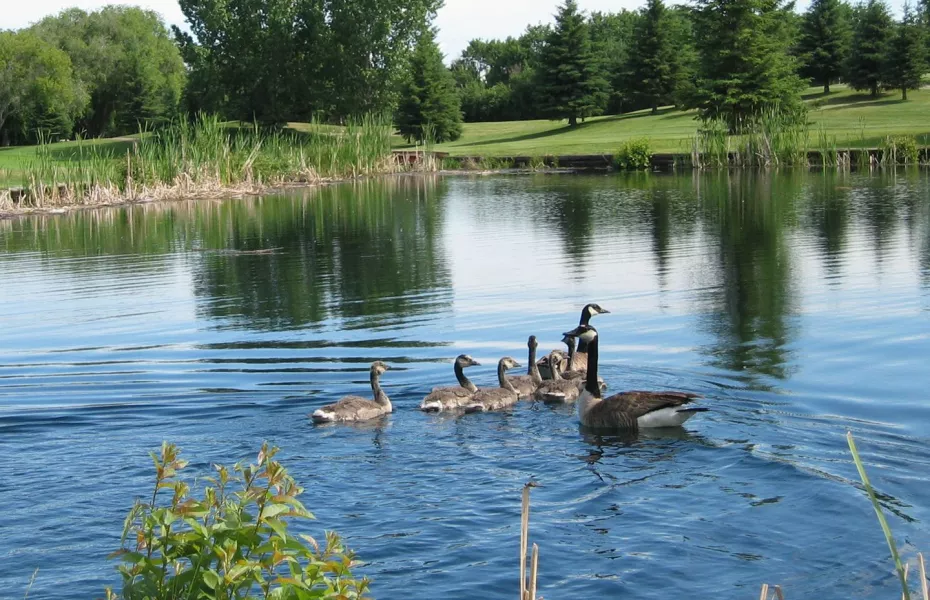 Cooke Municipal GC: Wildlife