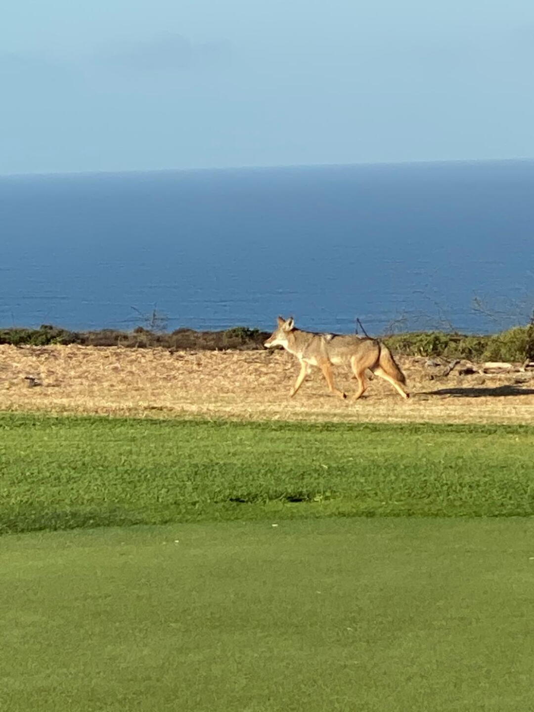 Hello friends (Photo submitted by sddolfan on 11/21/2019)