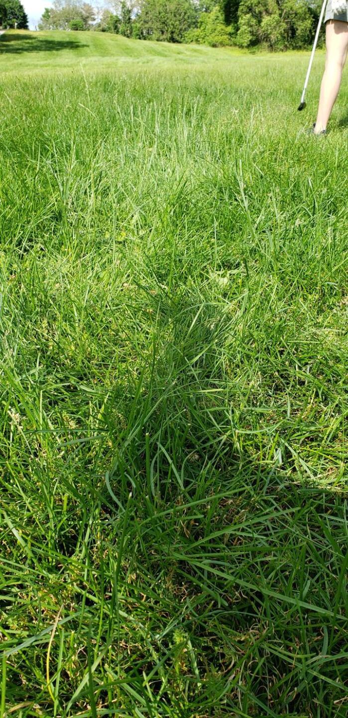 (Photo submitted by u314160109260 on 06/06/2020)