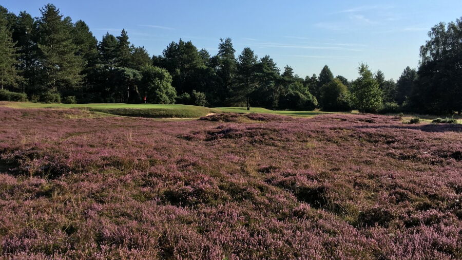 Thetford GC: #16