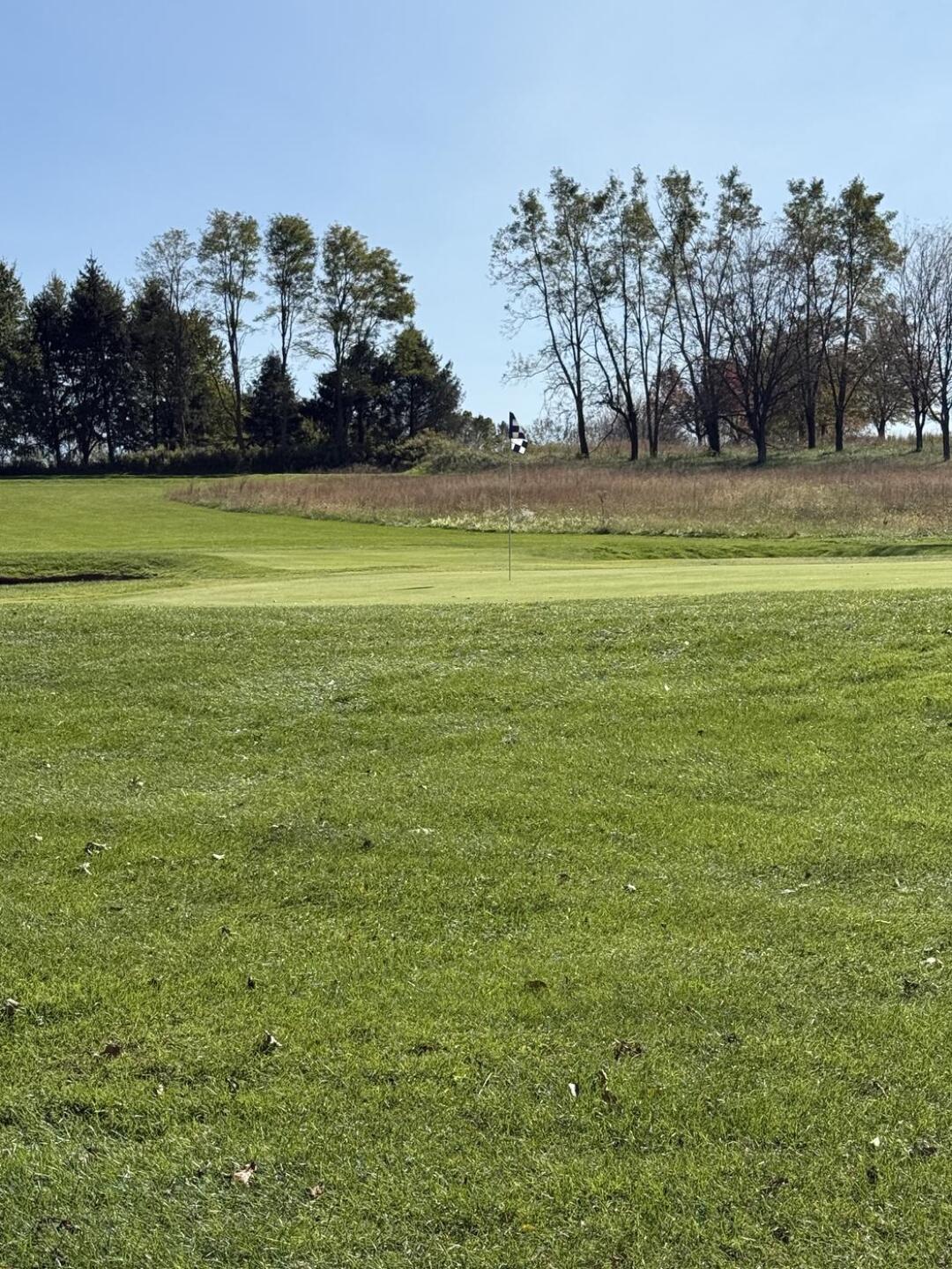 Wildcat #8 green (Photo submitted by gn25717087 on 10/21/2024)