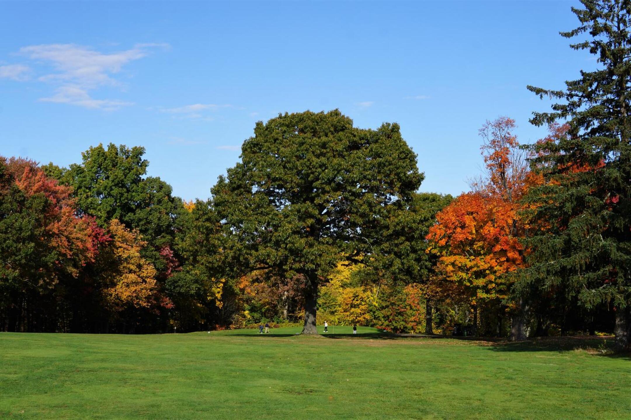If your tee shot lands on the fairway’s right side at the second hole, this large tree threatens your approach. (Photo submitted by AptlyLinked on 10/21/2022)