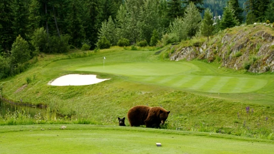 Fairmont Chateau Whistler GC - bear and cub
