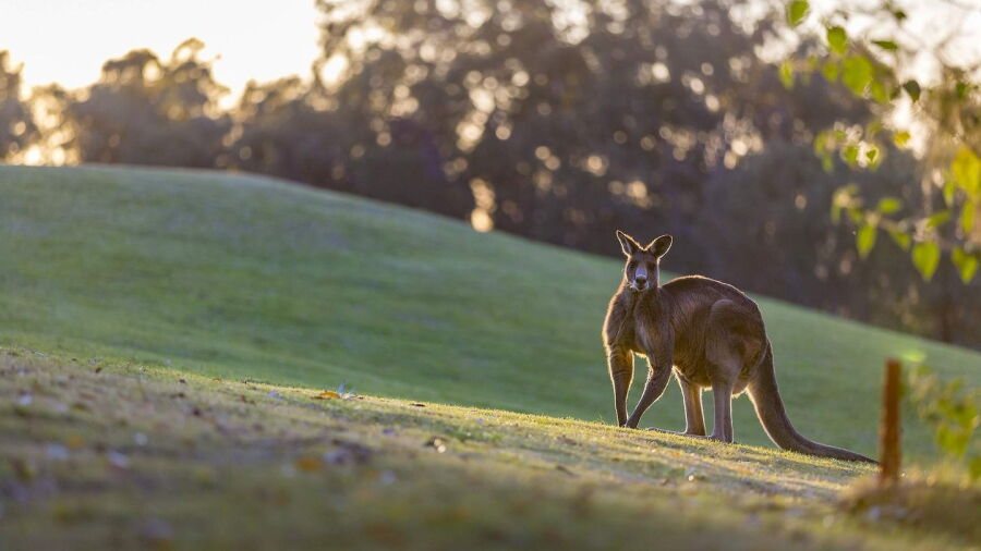Cypress Lakes kangaroo