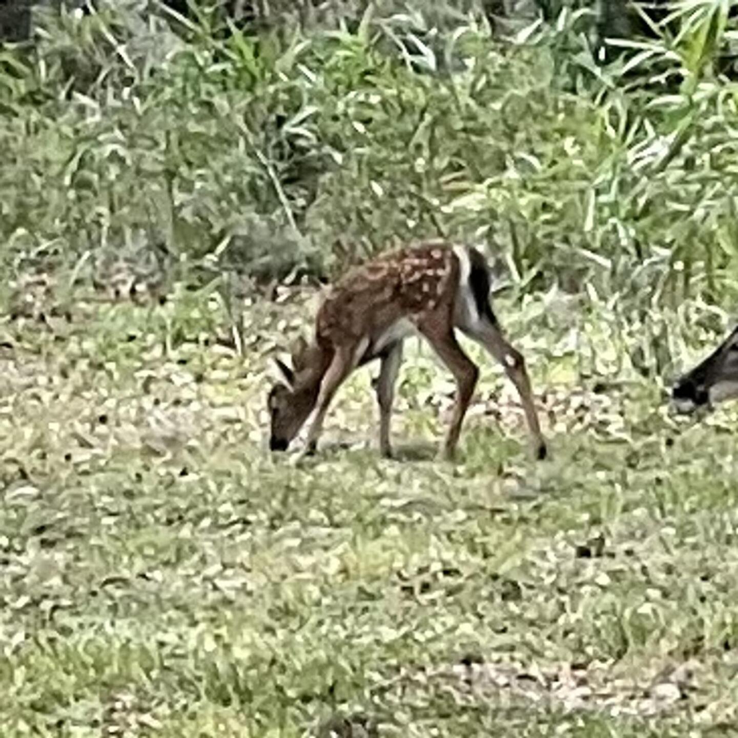 (Photo submitted by u4333332 on 05/17/2022)