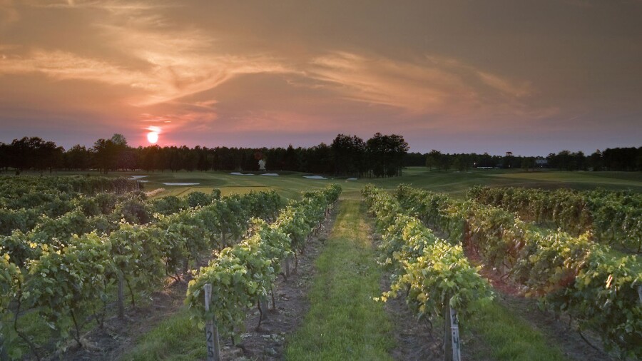 Vineyard Golf at Renault - hole 7 