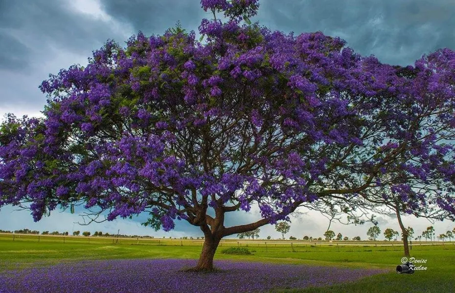 Kumbia & District GC