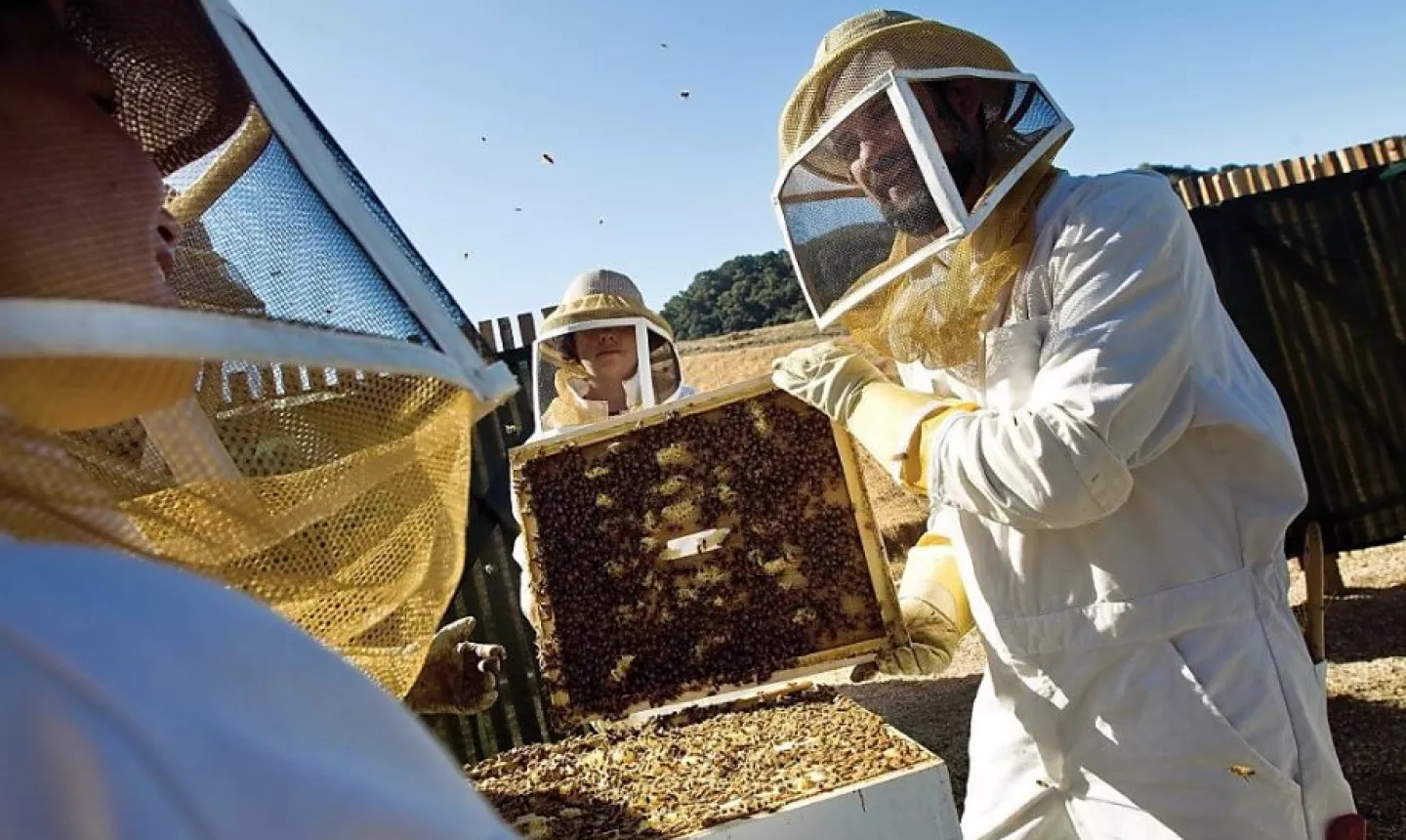 Carmel Valley Ranch golf course - bees