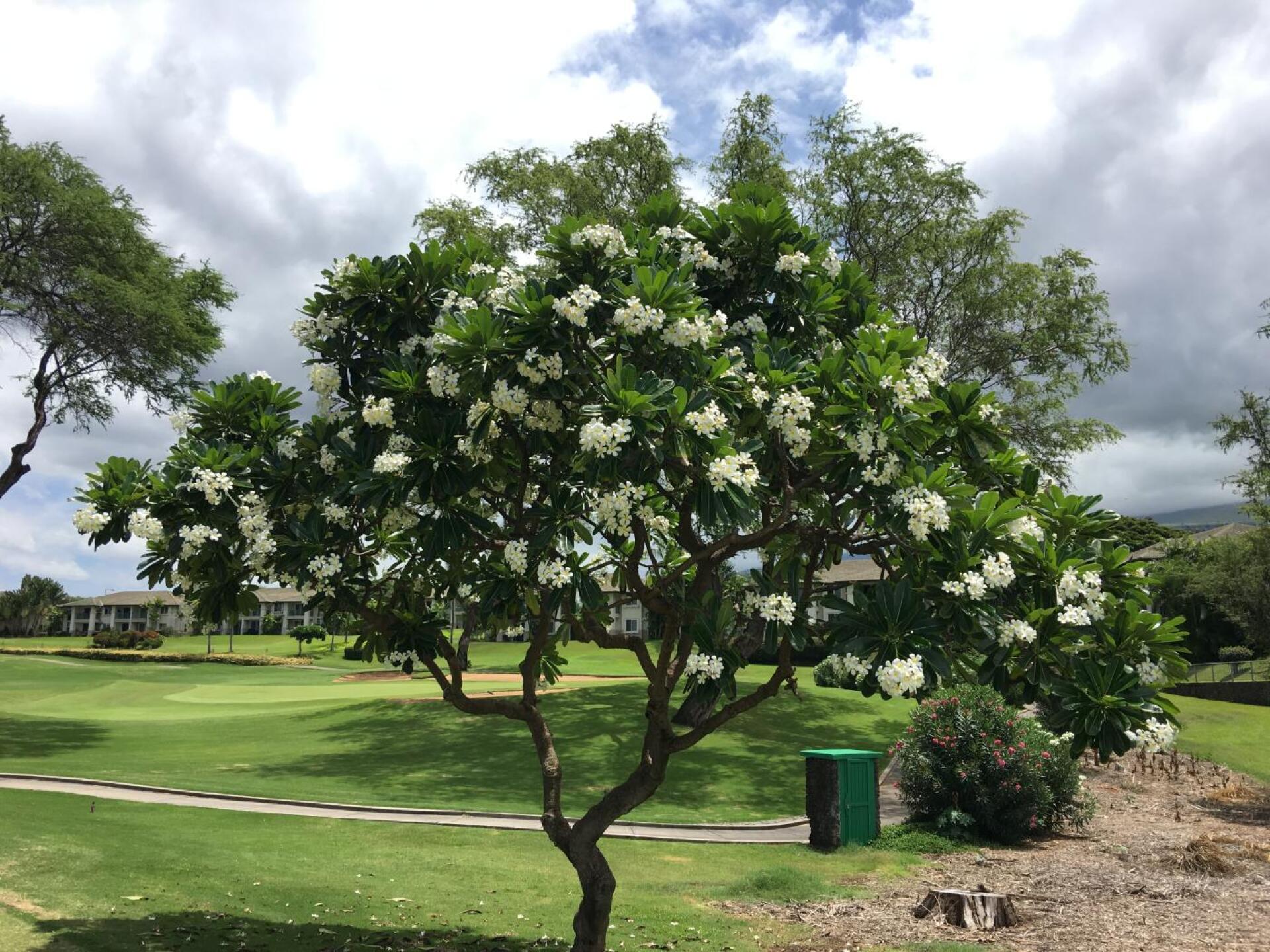 (Photo submitted by Cops1998 on 08/12/2019)