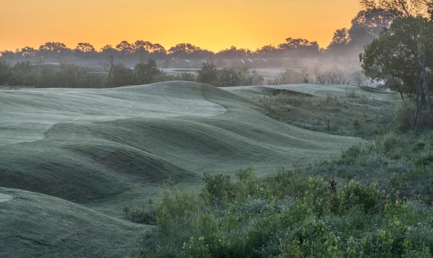 Trinity Forest - no. 4