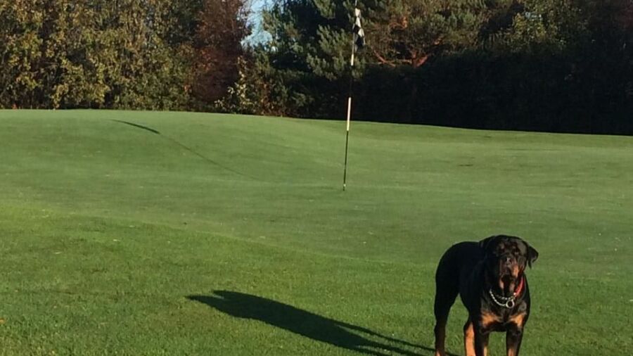 Haugesund GC