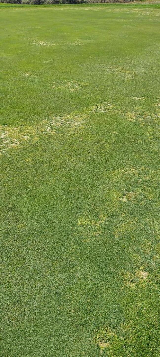 greens (Photo submitted by Xmup4hFgrEZ13tgYDAZ5 on 08/31/2025)