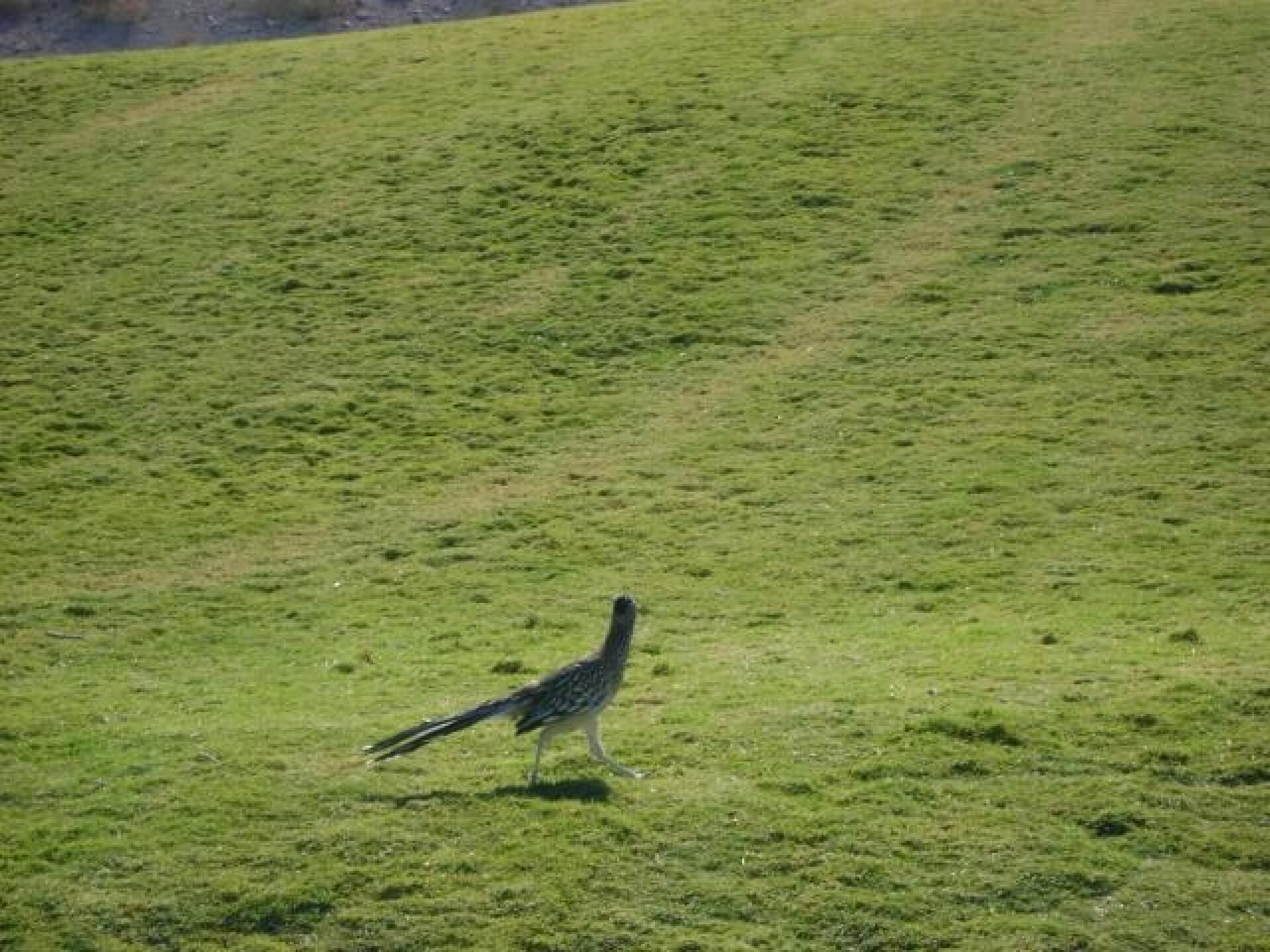Wildlife (Photo submitted by boolawa01 on 10/28/2017)