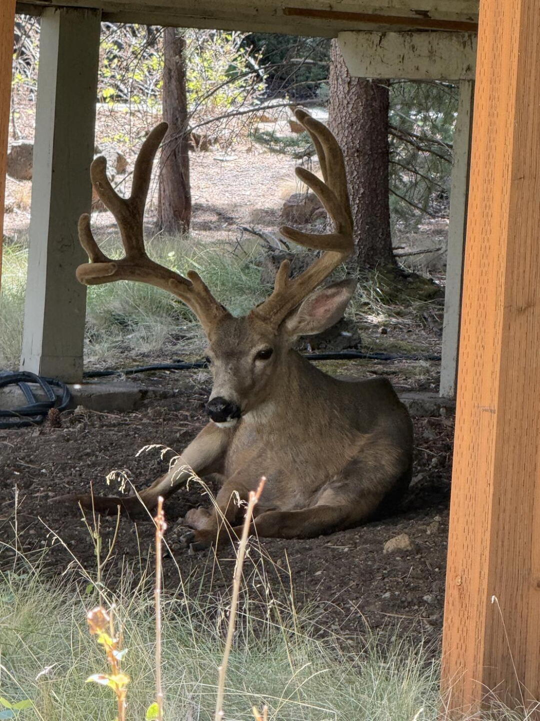 (Photo submitted by Bedwell99 on 08/26/2026)
