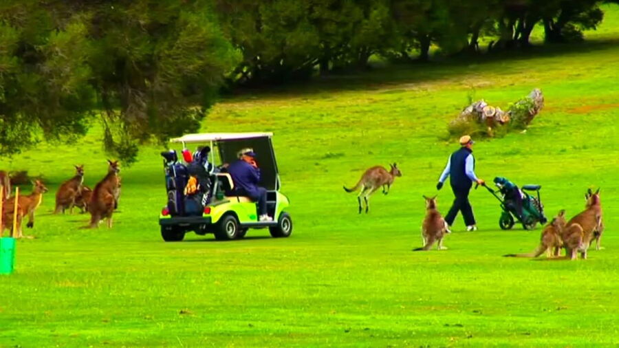 Mallacoota GCC