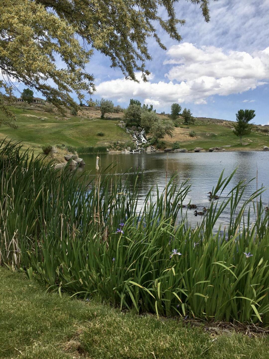 Hard to best a waterfall, duck pond ( with mom and ducklings), iris in bloom etc (Photo submitted by Hoytbrej on 06/10/2021)