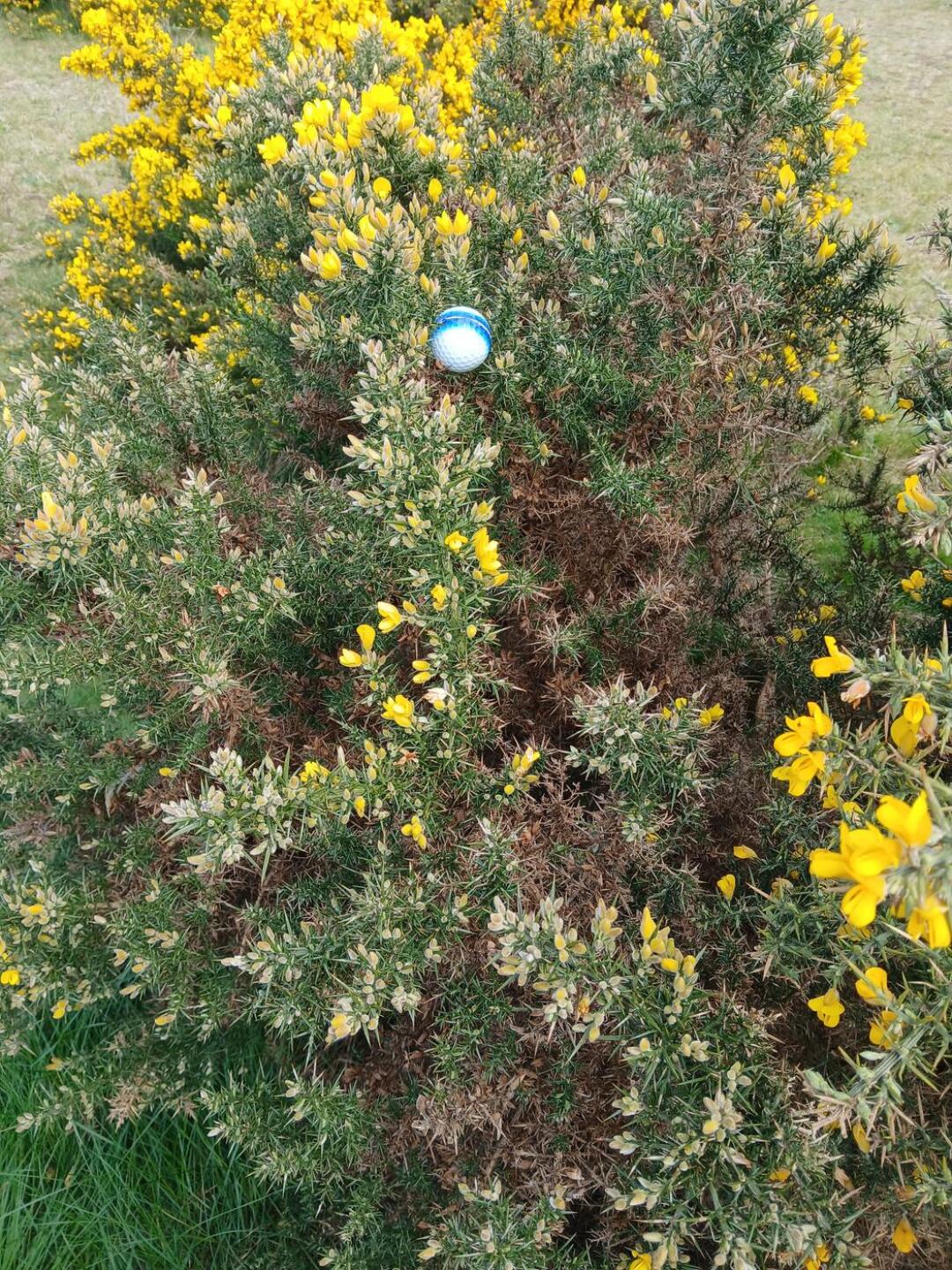 Play as it lies? I don't think so! (Photo submitted by Lusciousleeta on 04/23/2026)
