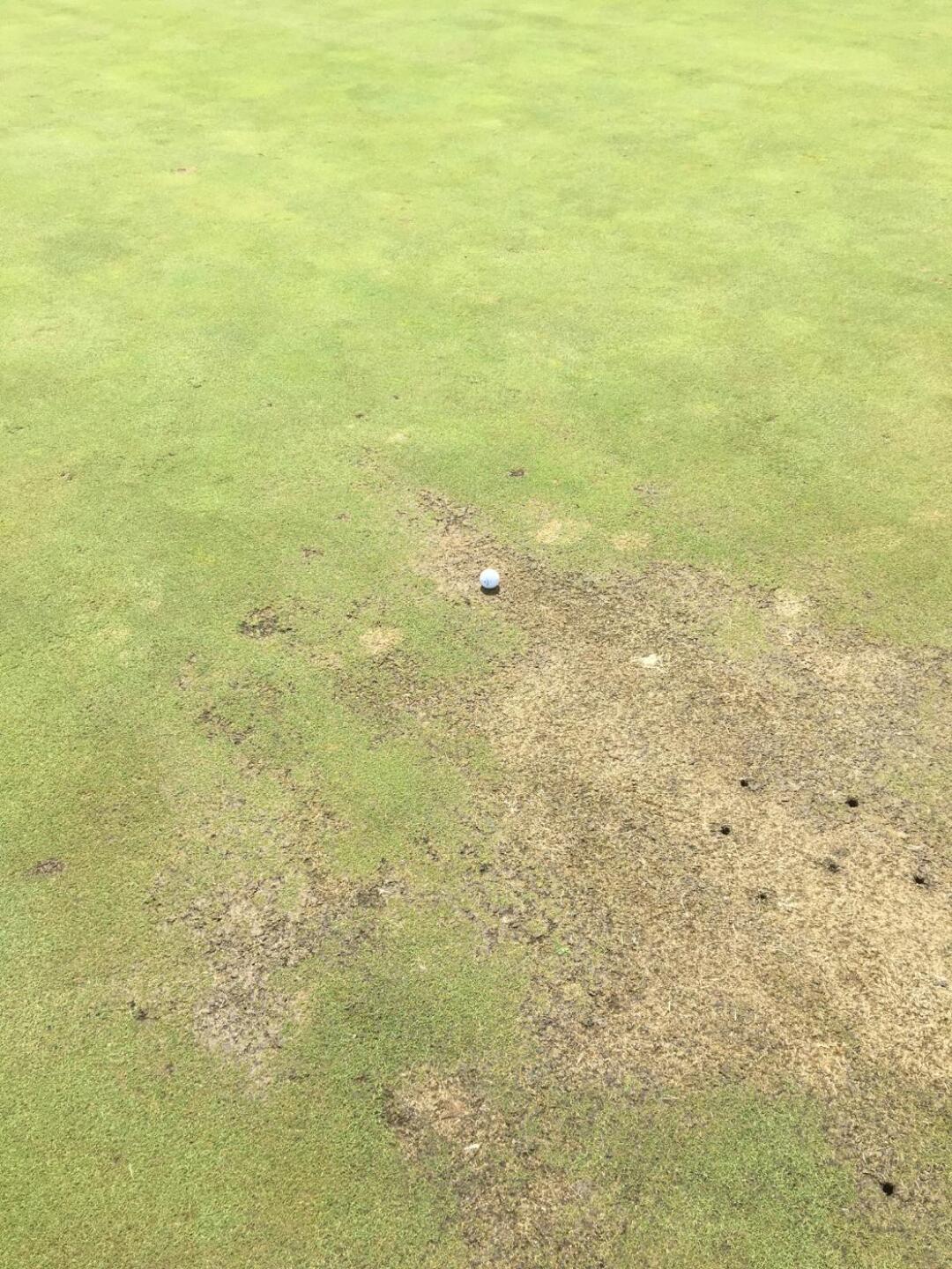 Typical green (Photo submitted by Aces2xlove2golf on 08/10/2019)
