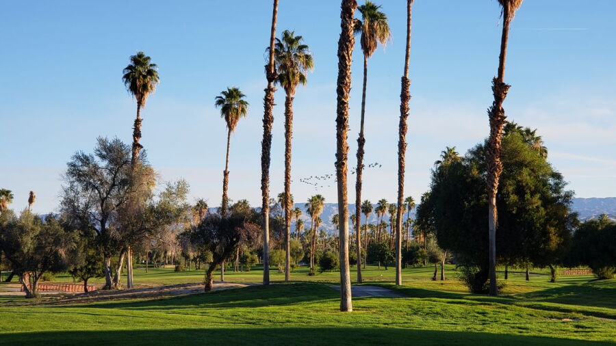 Mesquite GCC