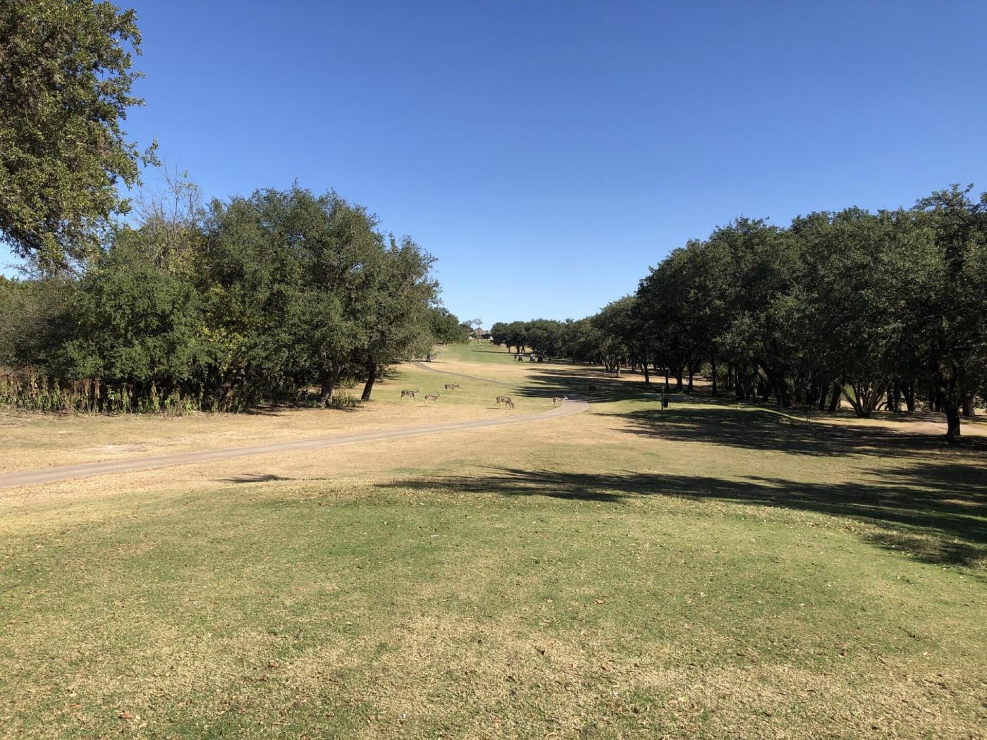 Deer roaming in fairways (Photo submitted by u872293173 on 11/25/2020)