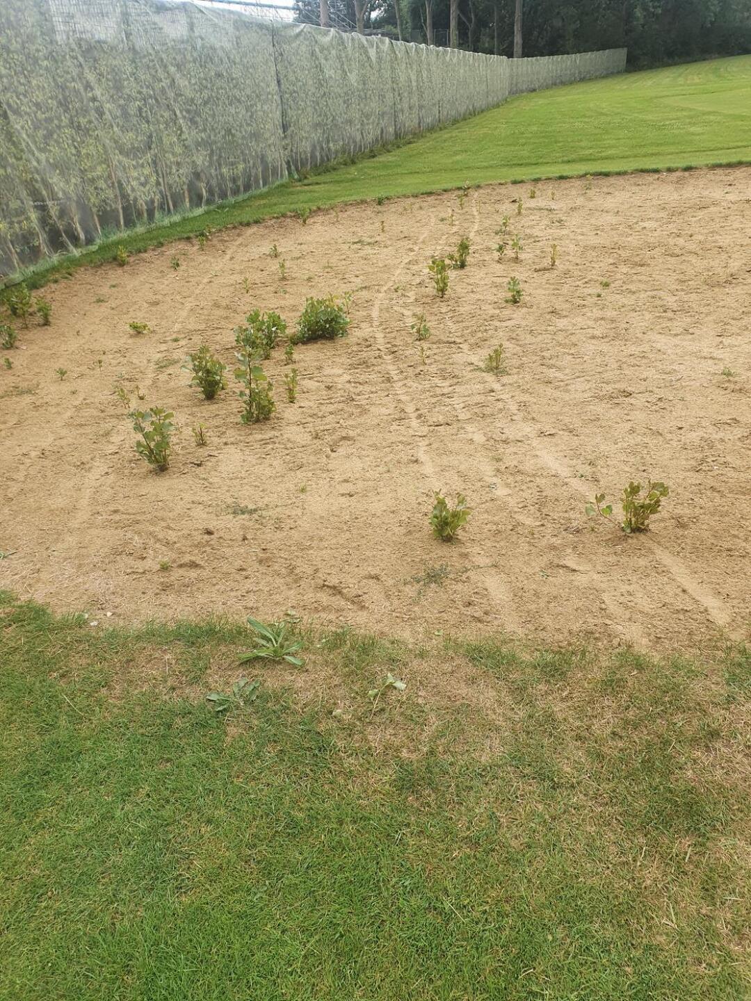 Tree wood out of there (Photo submitted by u314160032729 on 08/06/2021)