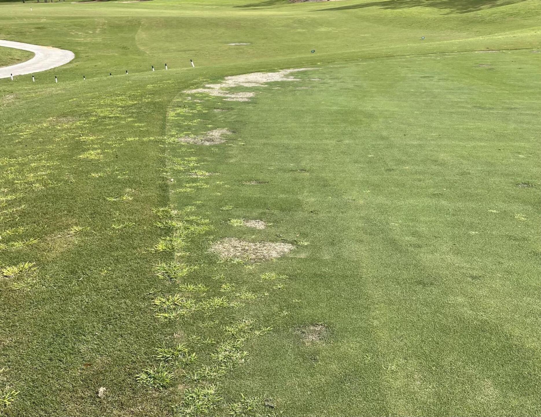 Every green looks like this (Photo submitted by Iamtherealchoov on 08/22/2021)