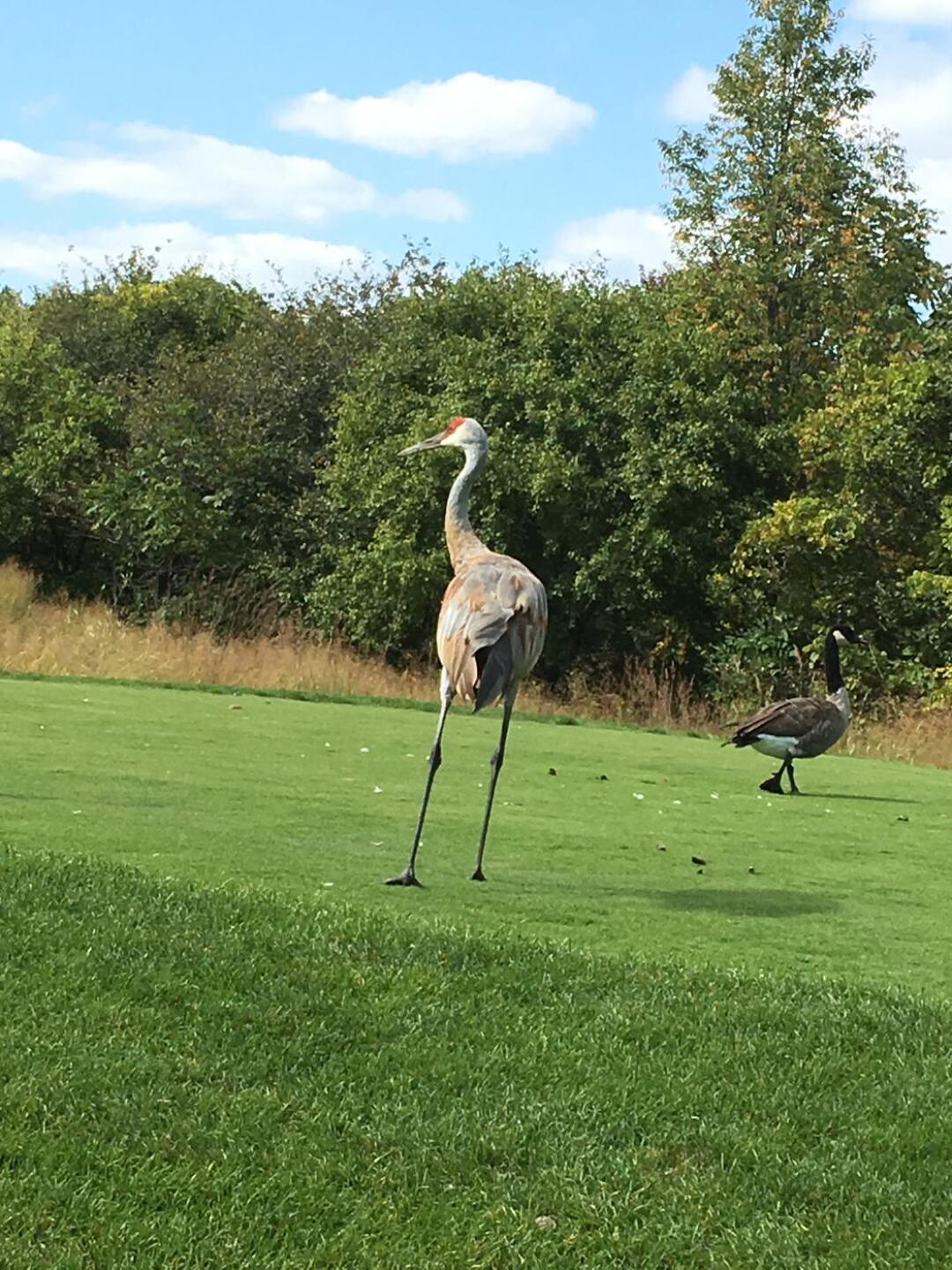 Great wildlife (Photo submitted by Criley4way on 09/09/2017)
