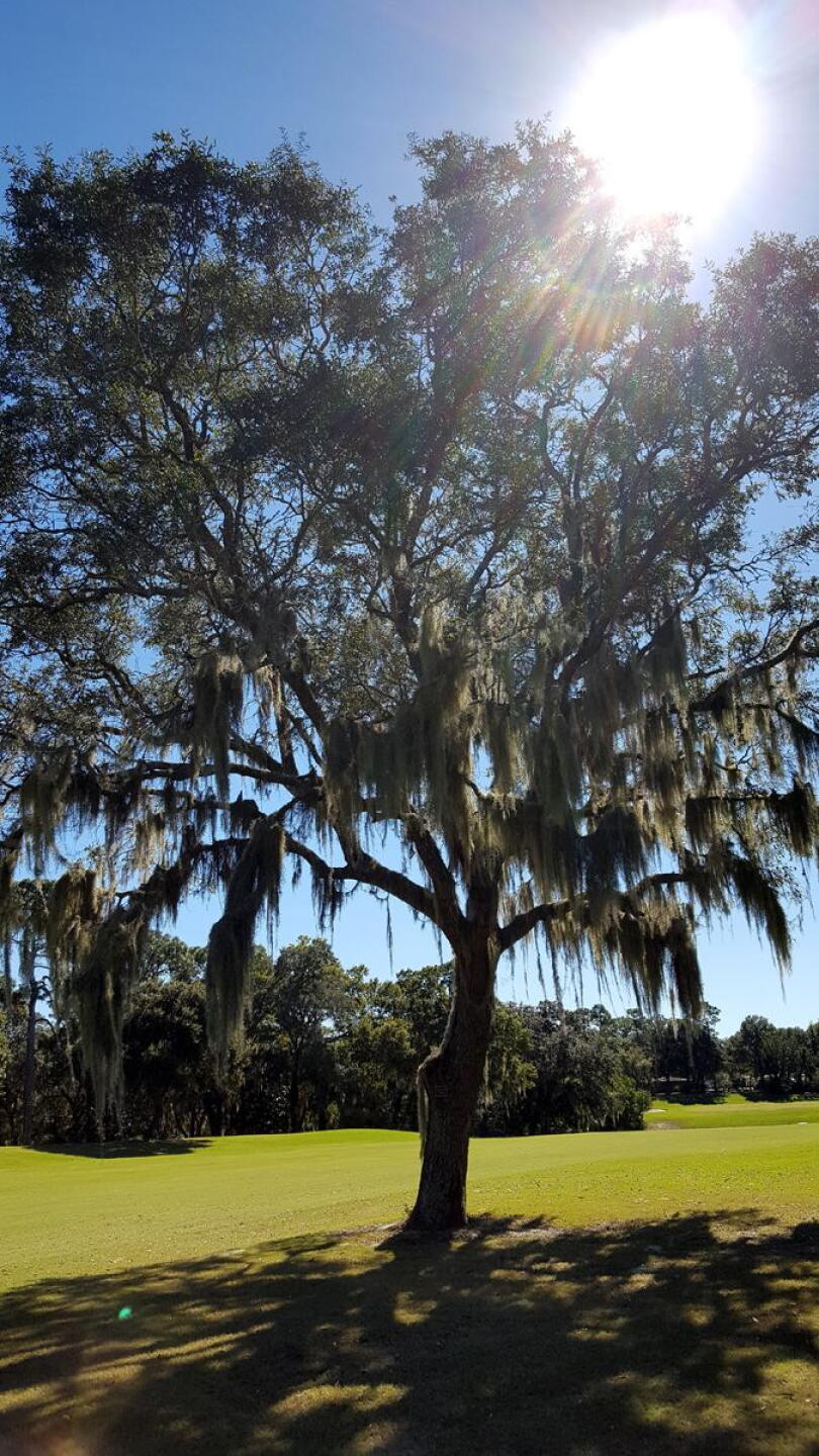16th Hole Tree (Photo submitted by Richard6386039 on 10/28/2017)